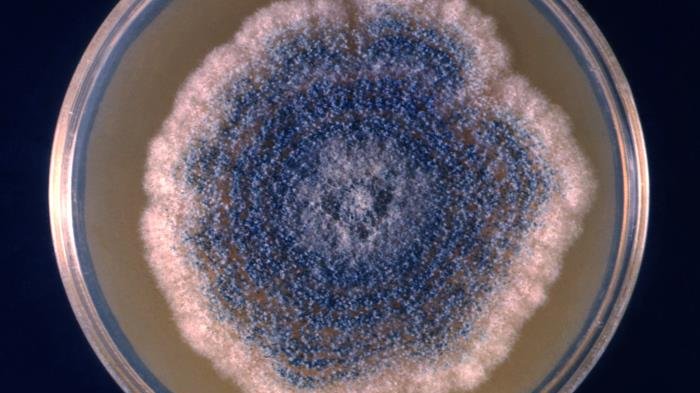Colonie d'Aspergillus clavatus en culture dans une boîte de Petri